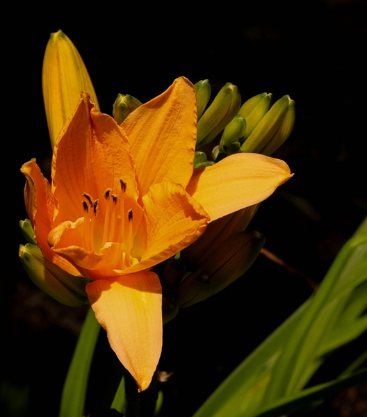 orange daylily perennial flower