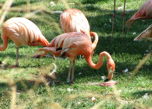 orange flamingos animal