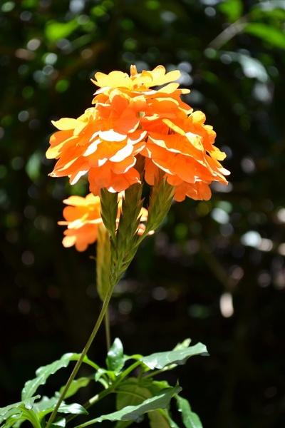orange flower flowers orange flowers