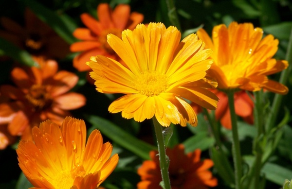 orange flowers summer