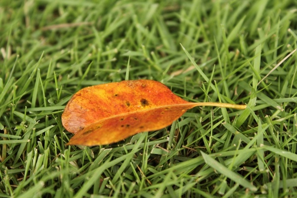 orange leaf