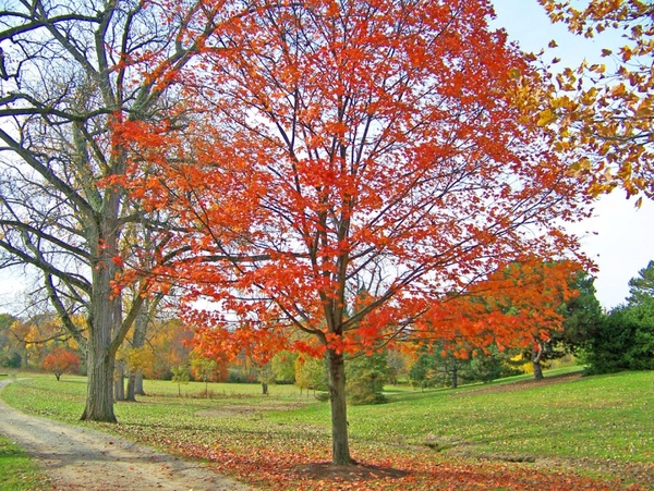 orange maple tree