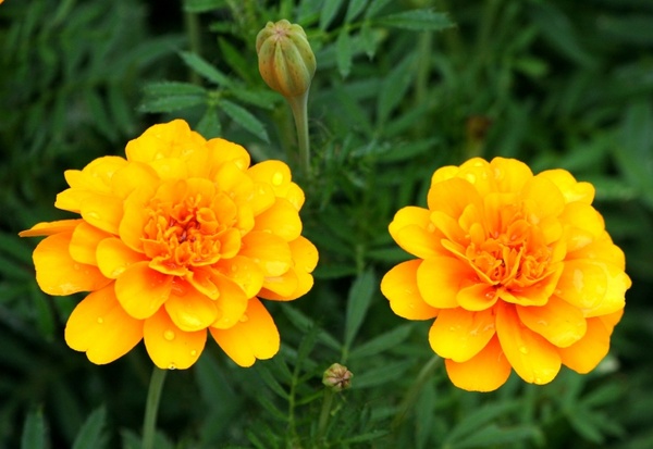 orange marigolds flowers blossom