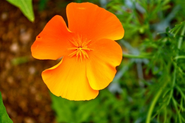 orange poppy icelandic poppy flower