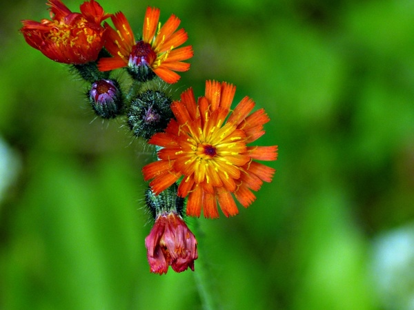 orange red kinge devil orange hawkweed wildflower
