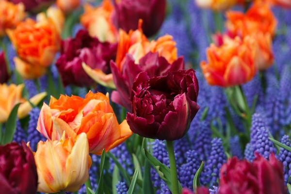 orange tulips flower 