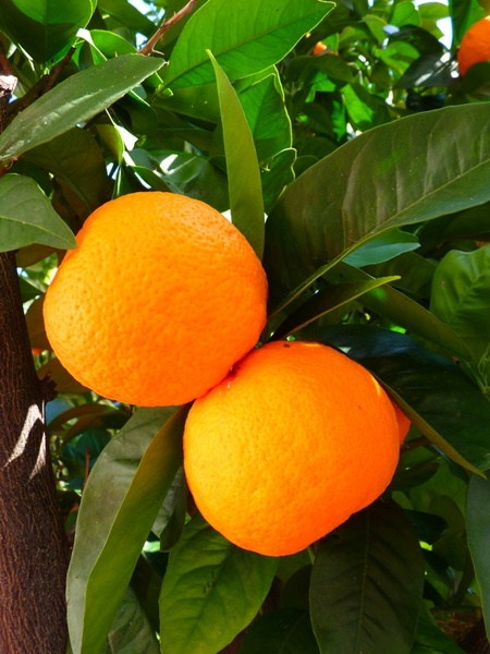 oranges tree leaves