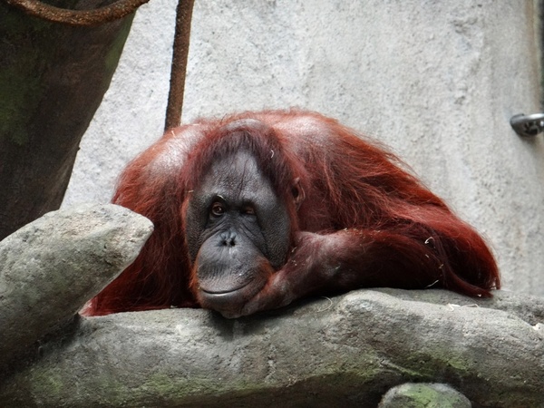 orangutan zoo illinois
