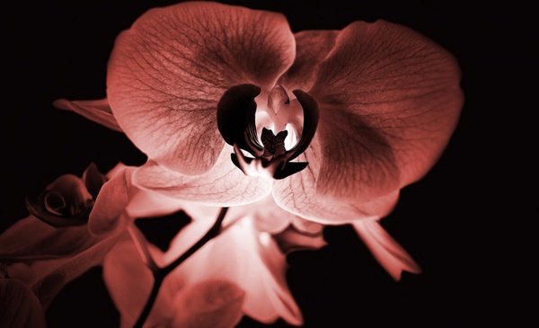 orchid 