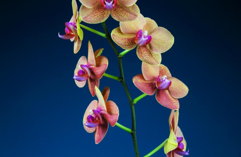 Orchid backdrop elegant contrast closeup 