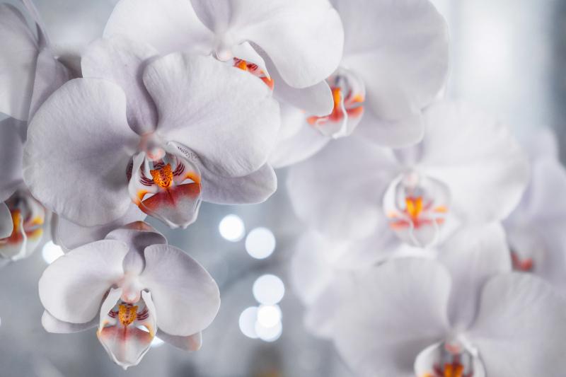 orchid backdrop picture elegant bright closeup 