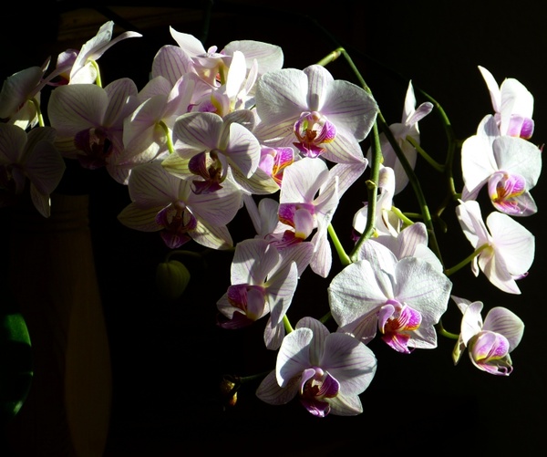 orchid butterfly orchid phalaenopsis