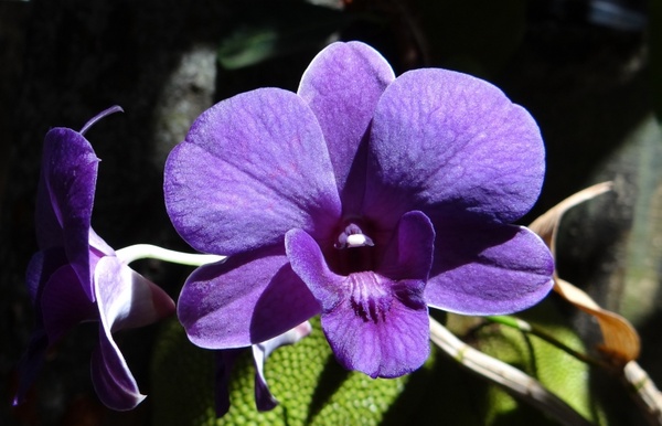 orchid dendrobium purple