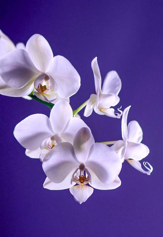 Orchid flora backdrop elegant closeup 