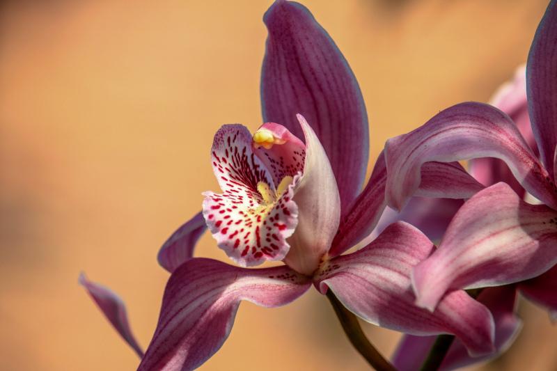 Orchid flower backdrop picture elegant closeup 