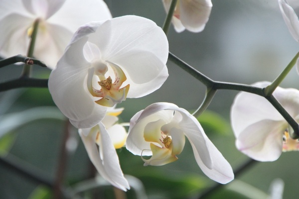 orchid flower white