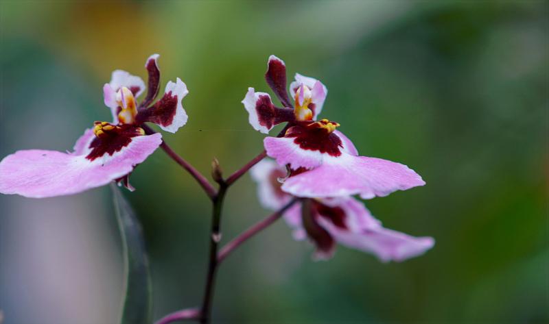 orchid flowers backdrop closeup elegance  