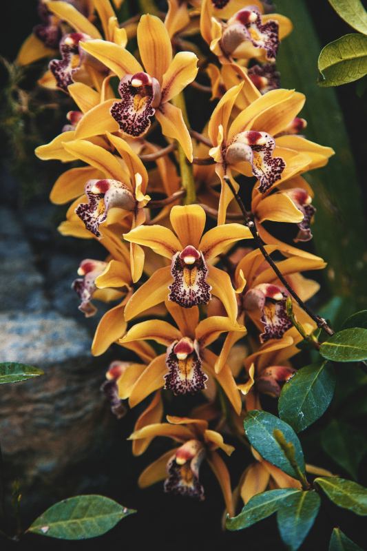 orchid flowers picture elegant contrast 