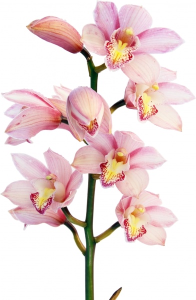 orchid flowers plant
