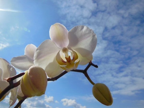 orchid phalaenopsis bloom summer
