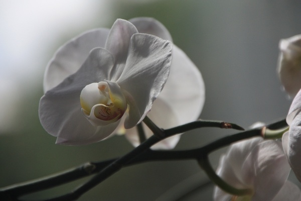 orchid phalaenopsis flower
