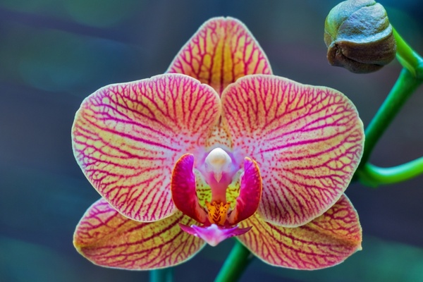 orchid phalaenopsis lepkeorchidea