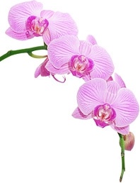 orchid white picture 10