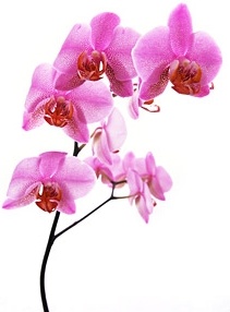 orchid white picture 8
