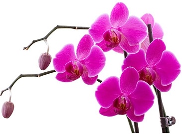 orchid white picture 9