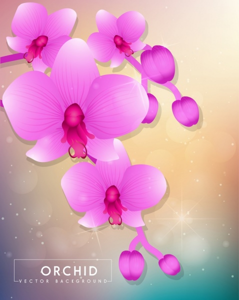 orchids background sparkling violet decoration
