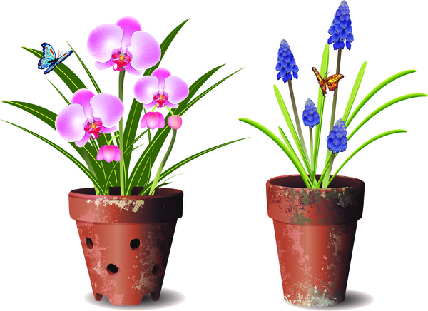 orchids flower pot