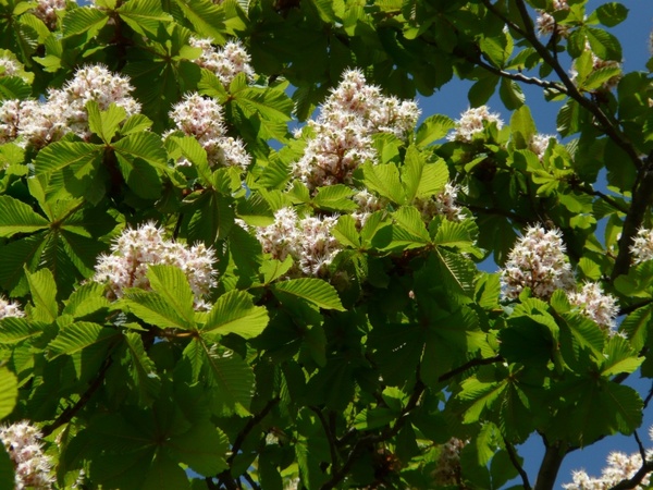 ordinary rosskastanie chestnut flowers
