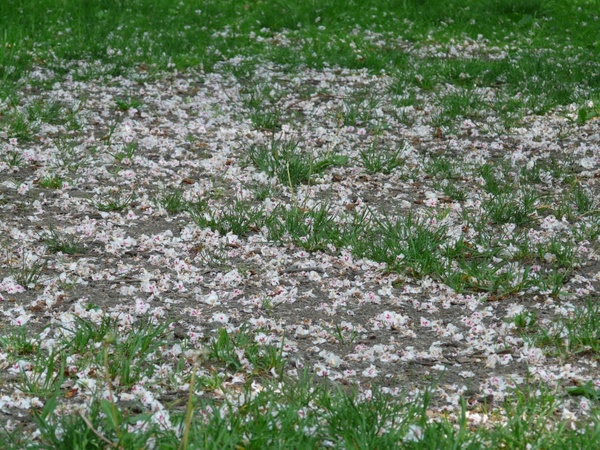 ordinary rosskastanie flowers grass