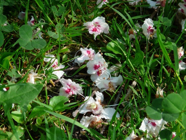 ordinary rosskastanie flowers grass
