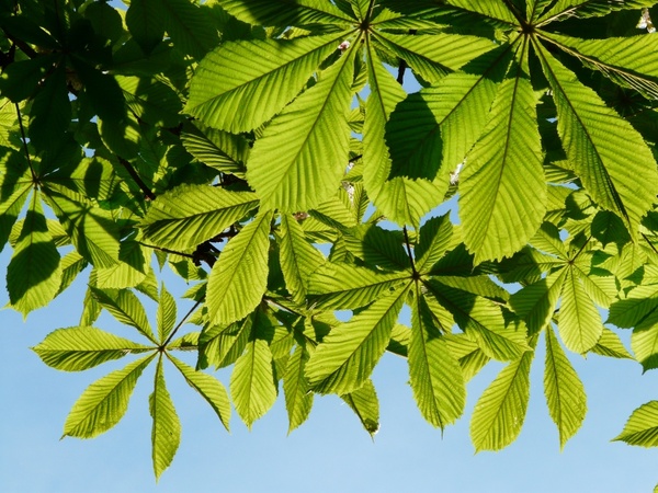 ordinary rosskastanie leaves chestnut