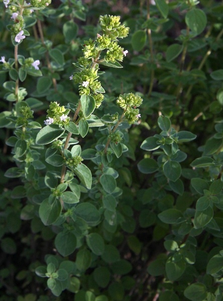 oregano herbs plant