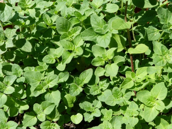 oregano plant herb