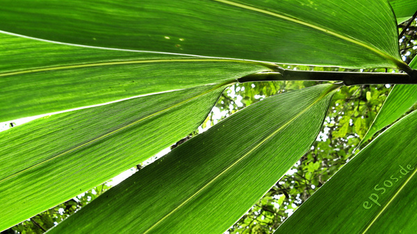 organic green leafs of bamboo 