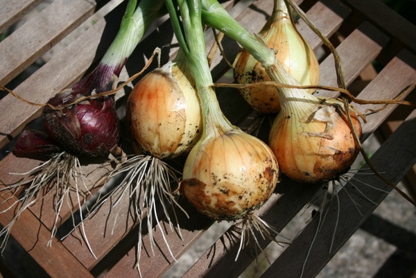 organic onions vegetable