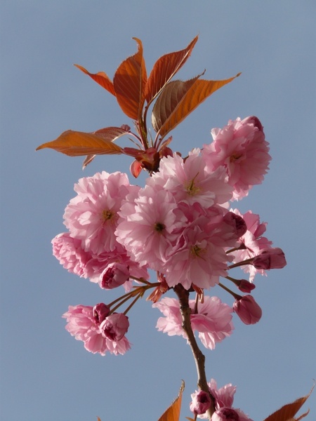 ornamental cherry flowering twig bud