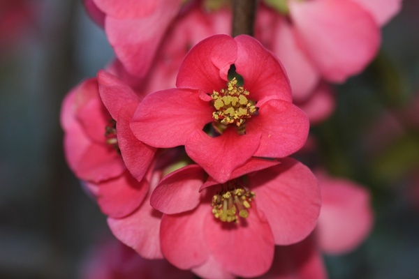 ornamental cherry red bloom macro