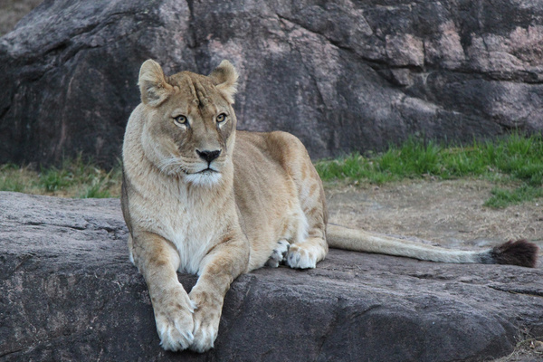 osaka zoo lion 3 