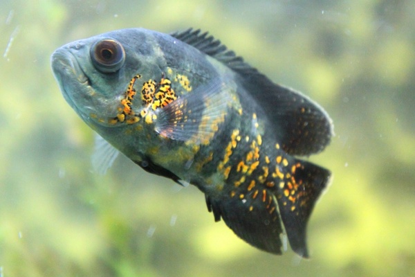 oscar fish 