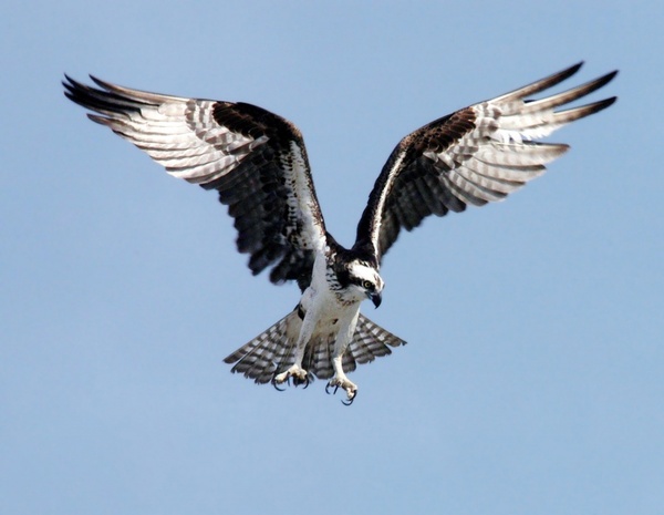 osprey adler bird of prey