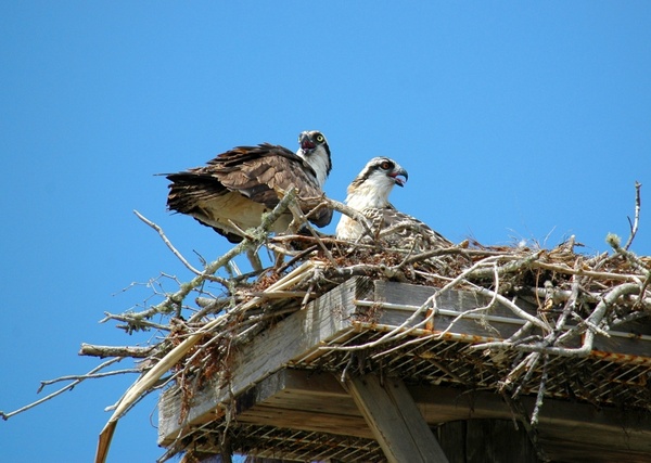 ospreys hawks birds