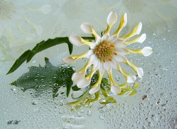 osteospermum white flower reflections