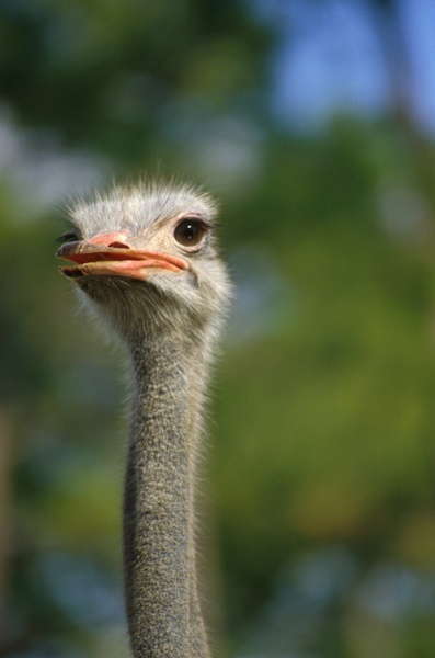 ostrich bird nature 