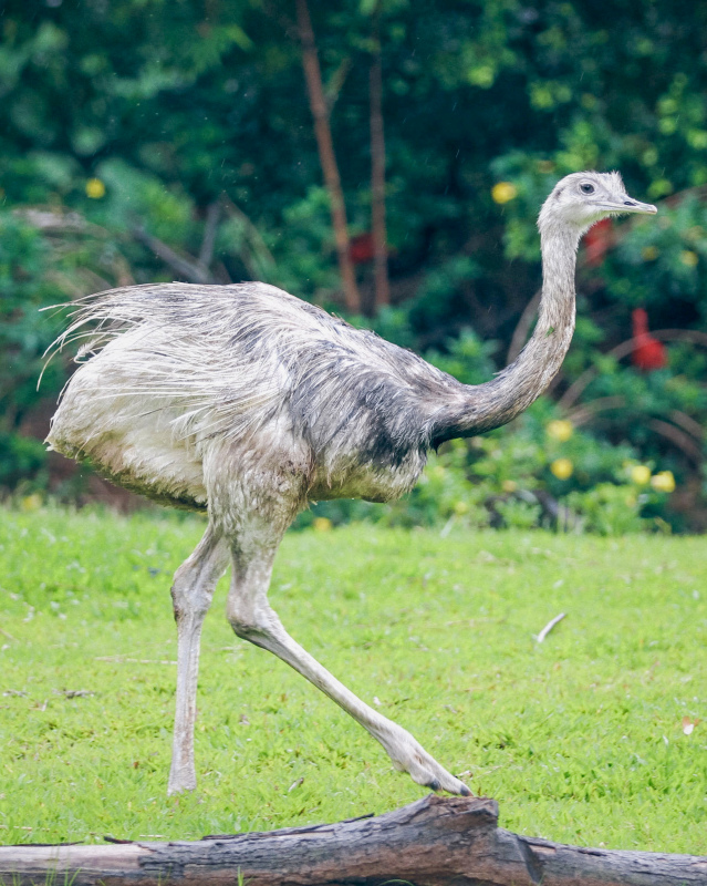 ostrich chick picture elegant dynamic 