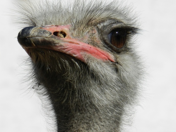 ostrich south africa ostriches