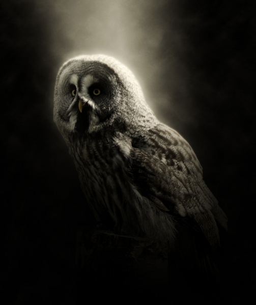 closeup of wild owl in darkness